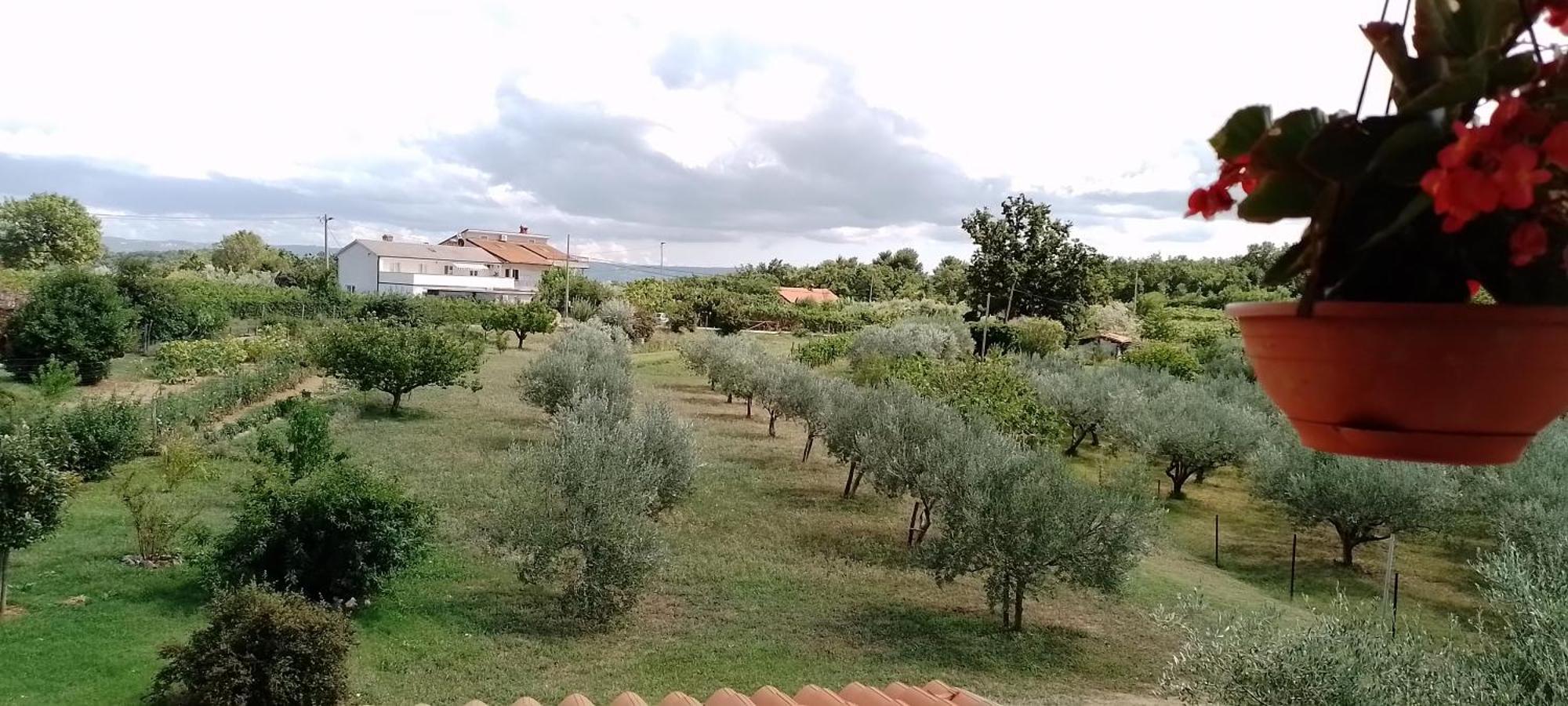 Apartma Barizoni Apartment
